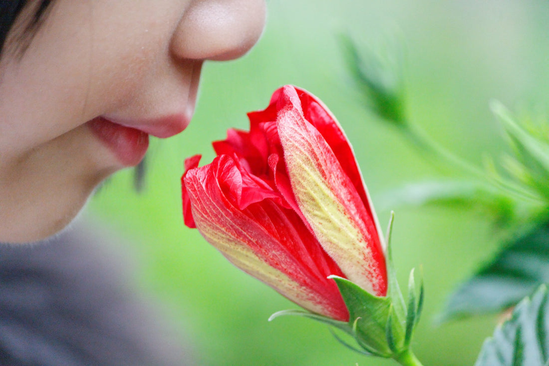 Olfaction- The Sense of Smell